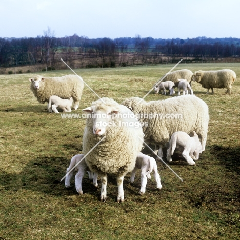 poll dorset cross sheep ewes with lambs suckling