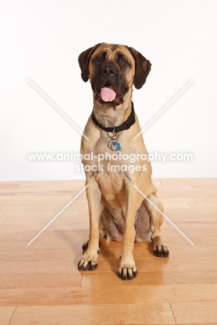 Mastiff sitting on wooden floor