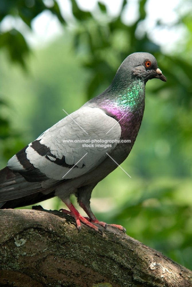 feral pigeon resting on branch