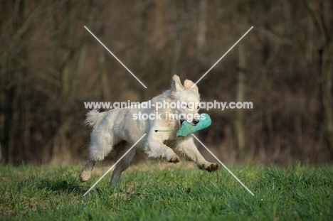 Golden retriever running with dummy