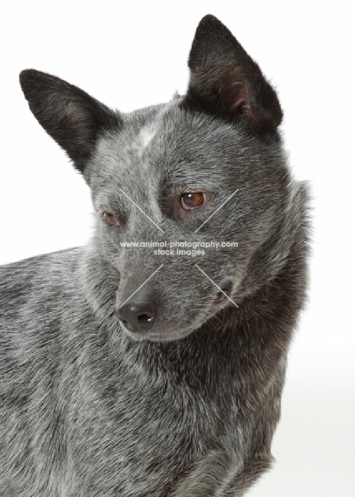 Australian stumpy tail cattle dog looking away on white background