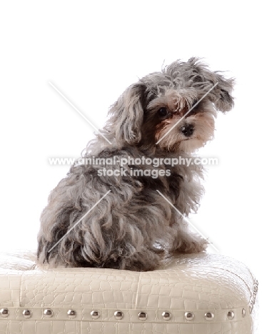 little grey dog sitting on cream seat