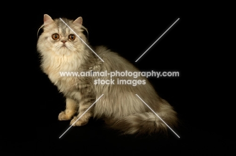 pewter persian cat, sitting down