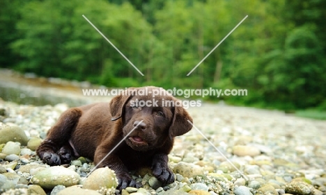 Chocolate Labrador Retriever puppy lying in the beach.
