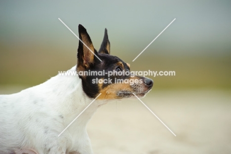 Toy Fox Terrier 