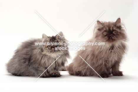 two young persian cats