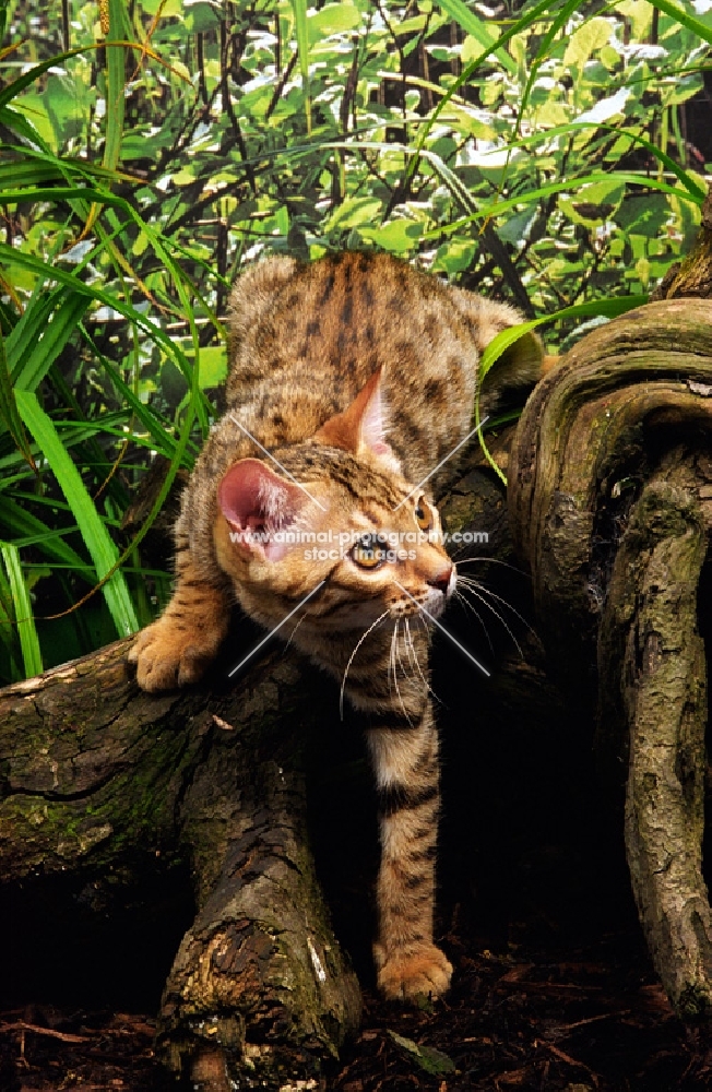 bengal climbing down a branch