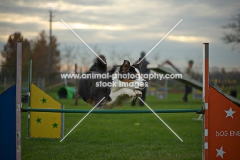 australian shepherd jumping over hurdle, all legs in air