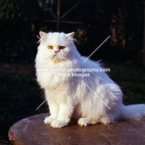 orange eyed white cat sitting on a garden table