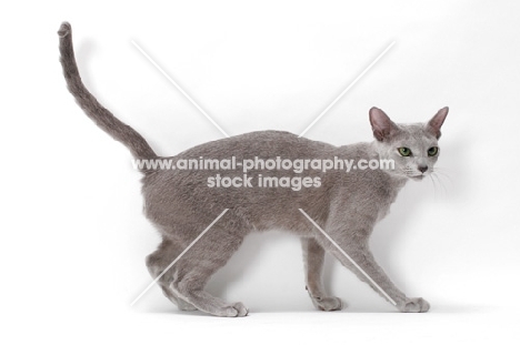 Russian Blue, side view, tail up