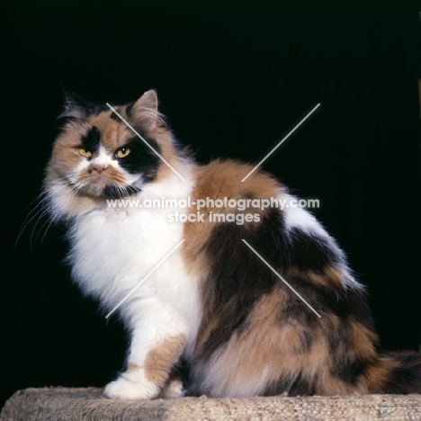 ch pathfinders posy, tortoiseshell and white cat