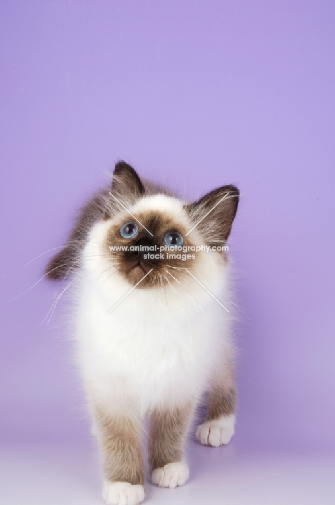 young seal point birman kitten on purple background