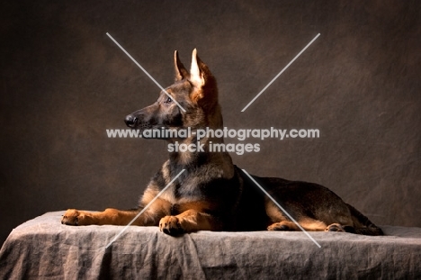 side view of young german shepherd dog