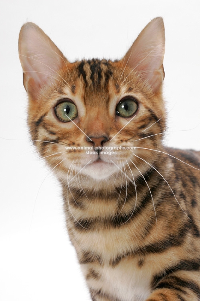 Brown Spotted Tabby Bengal on white background