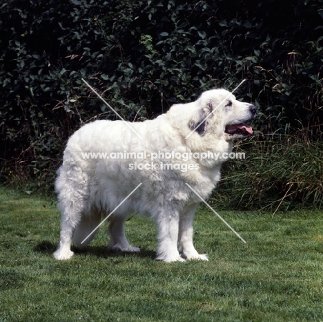 side view of pyrenean mountain dog