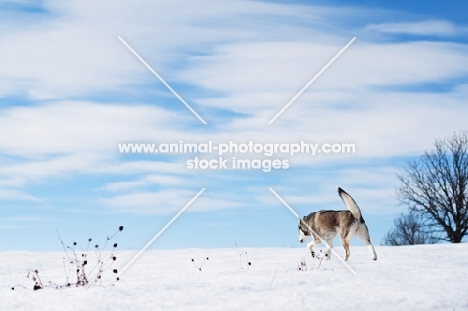 Husky walking towards snowy horizon
