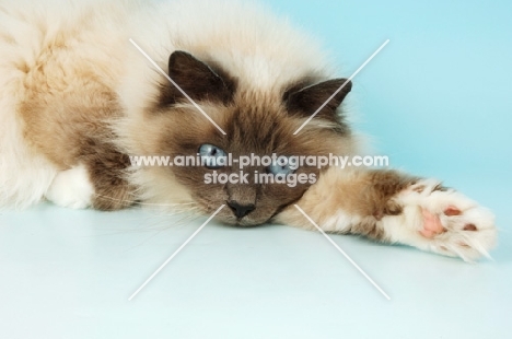 blue point birman cat resting