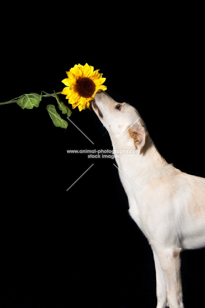 Lab mix sniffing yellow sunflower