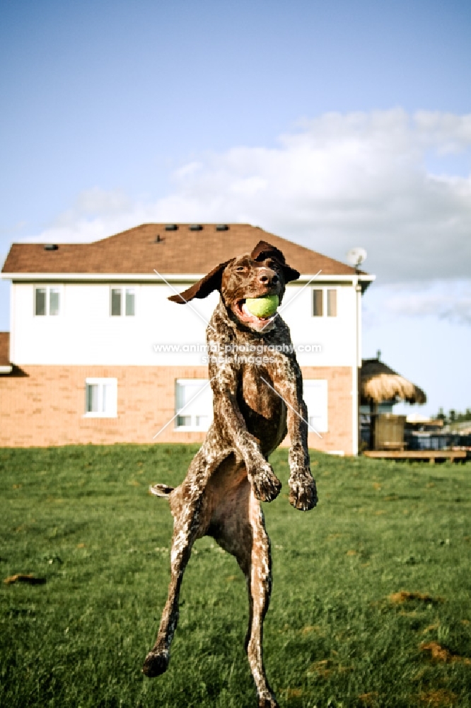 german shorthaired pointer catching ball