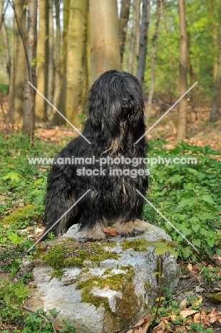 Cao da Serra de Aires (aka Portuguese Sheepdog) in forest