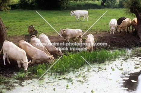 cattle at a riverside