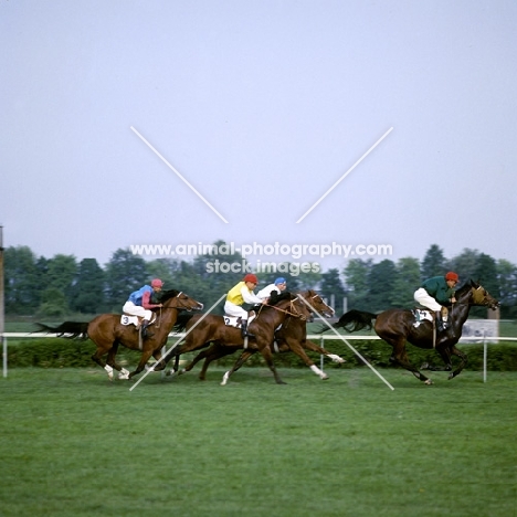 Polish Arab horses racing at Warsaw race course