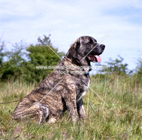 jaro de monte jaena  spanish mastiff sitting in grass