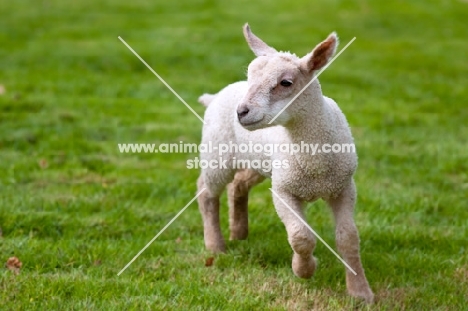 Lamb running in a field.