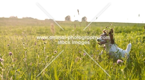 jack russell terriers