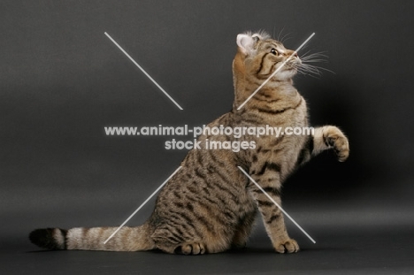 Brown Spotted Tabby American Curl