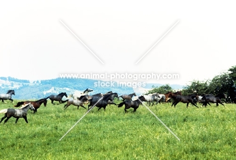 lipizzaners at wilhelm, piber