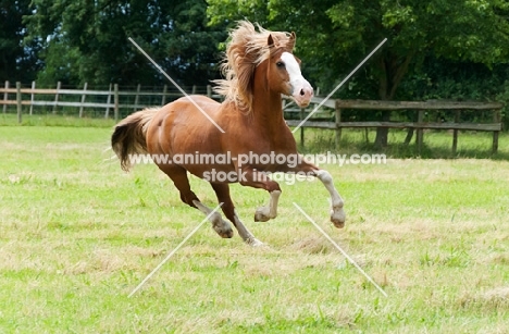 Haflinger horse running in field