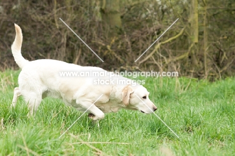 Pet Labrador on Point in field