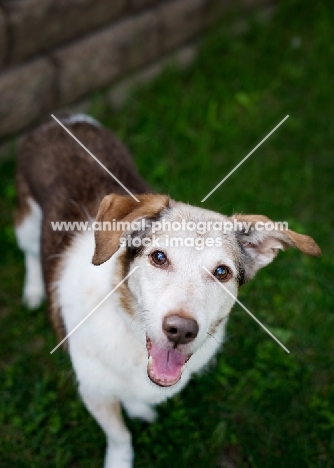 Beagle Mix looking up at camera on grass.