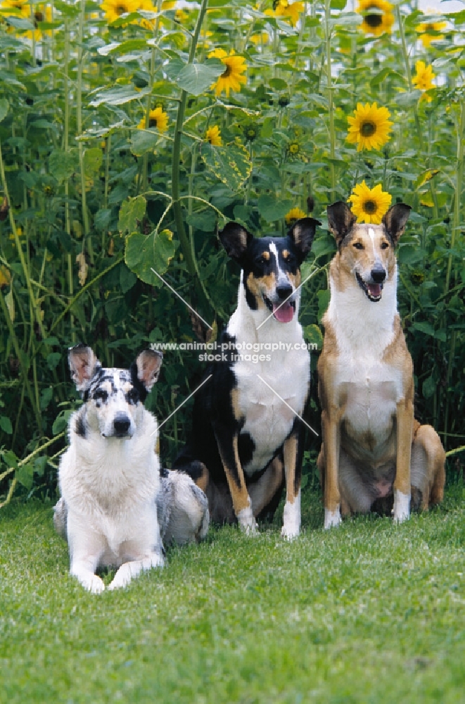 Smooth Collie group in all colours