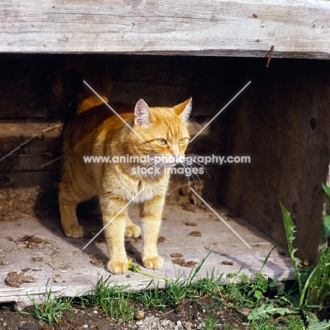 ginger cat 