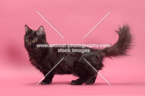 black longhair Munchkin, side view