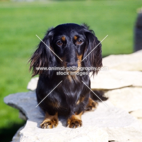 champion shenaligh fairy footsteps, miniature long haired dachshund sitting on a wall