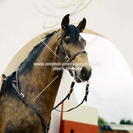 lusitano bull fight horse portrait 