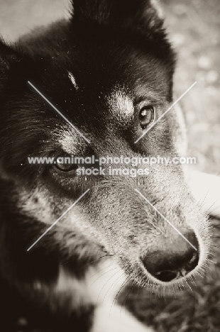 Husky Crossbreed portrait in black and white