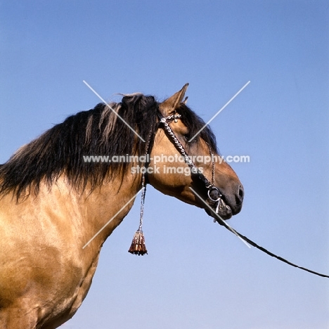 viatka pony with decorated bridle, head study