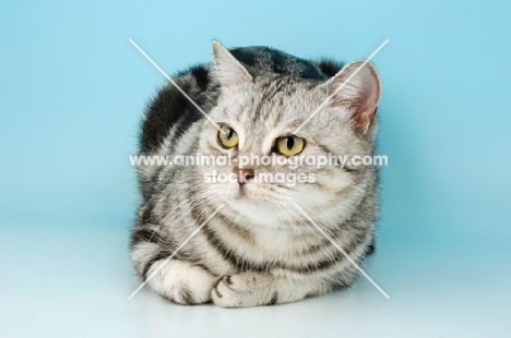 silver tabby british shorthair cat lying down
