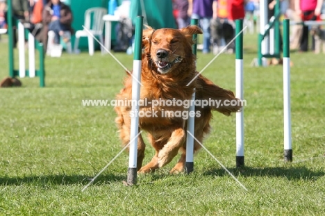 Golden Retriever, agility