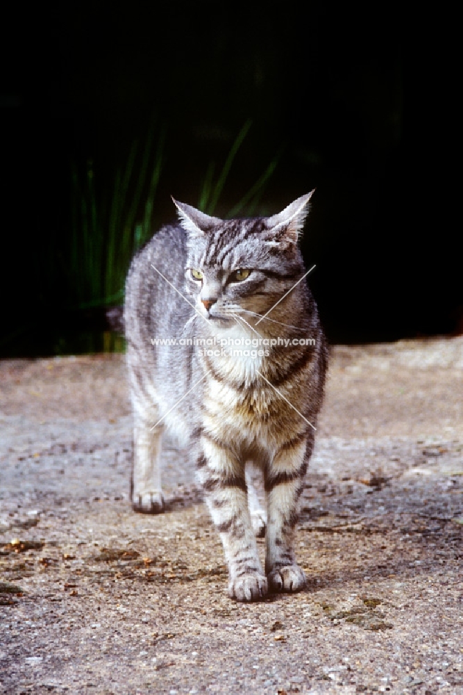 silver tabby feral x cat 