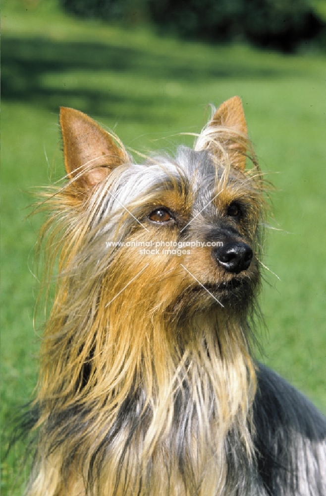 Australian Silky Terrier looking aside