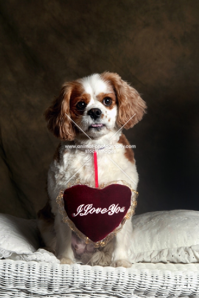 Cavalier King Charles Spaniel sitting with heart 