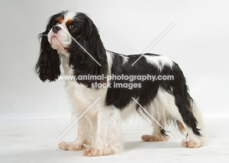 Tricolor Cavalier King Charles Spaniel standing