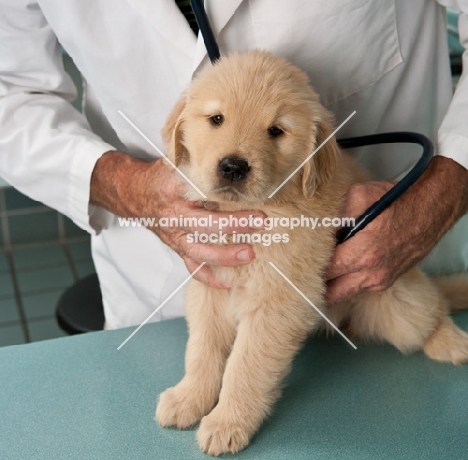 Golden Retriever puppy getting a health check