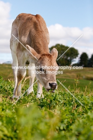 Swiss brown calf