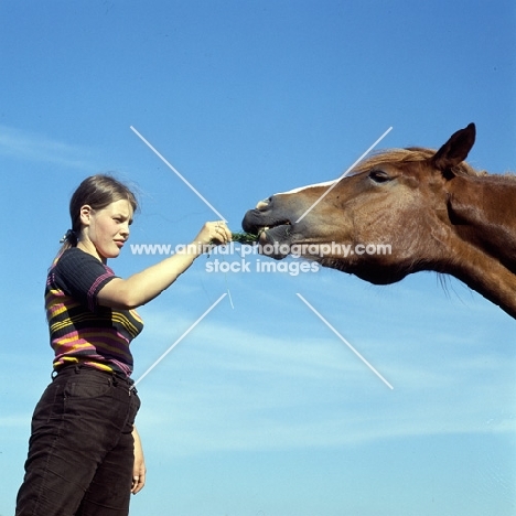 Finnish Horse at Ypäjä taking grass from girl